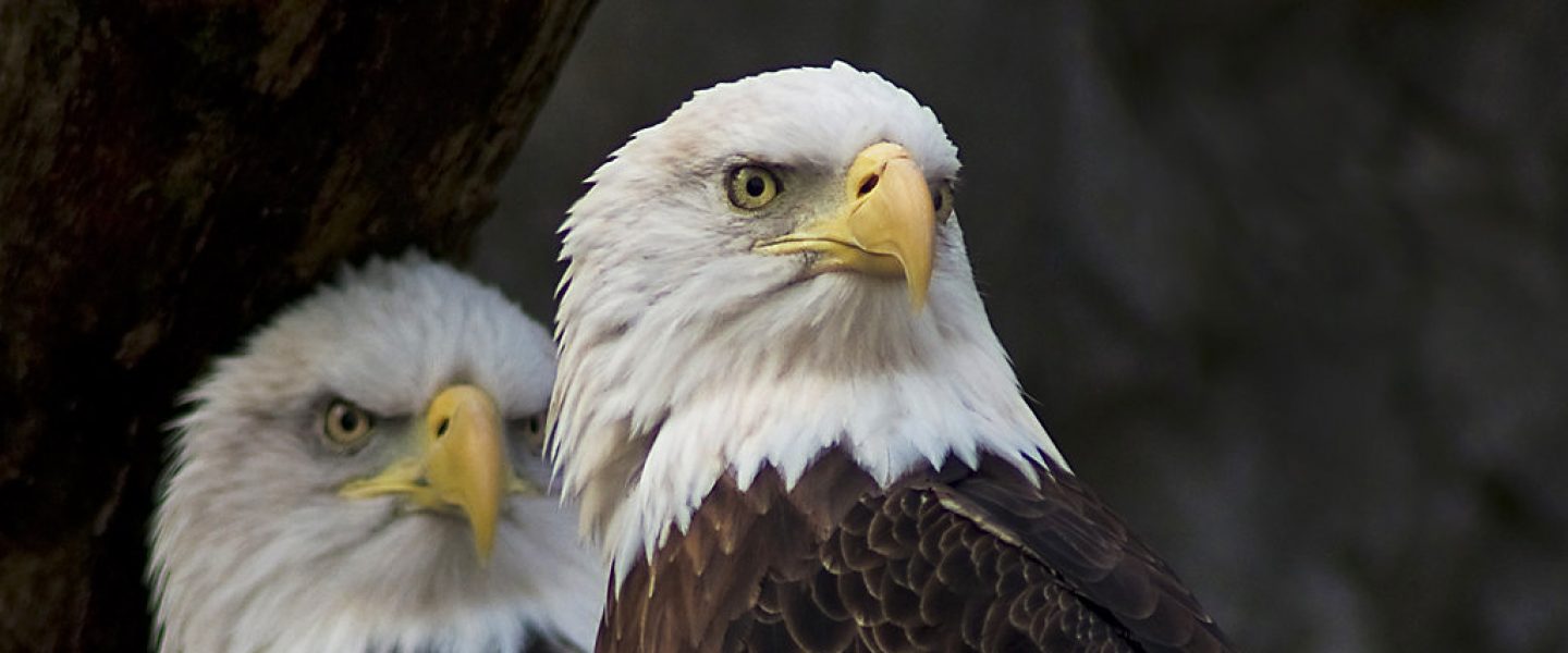 climate, wildlife conservation, endangered species, protecting communities