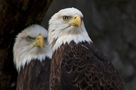 climate, wildlife conservation, endangered species, protecting communities