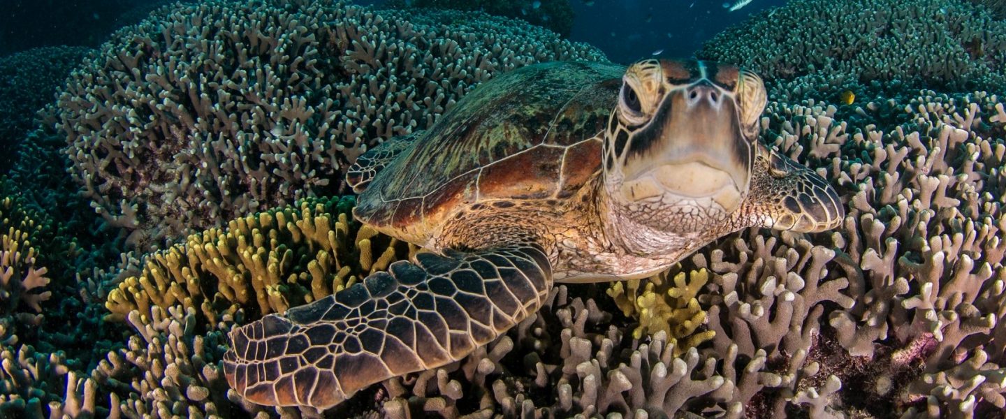 conservation, Australia, Barrier Reef, protection, coal mine ban