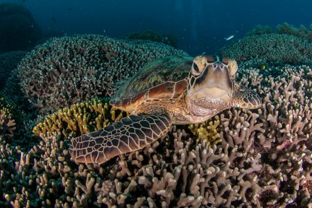 conservation, Australia, Barrier Reef, protection, coal mine ban