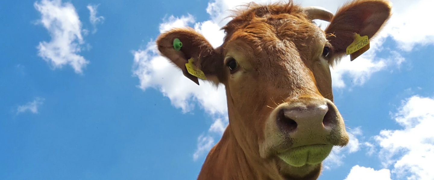 cow