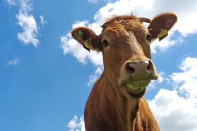 cow