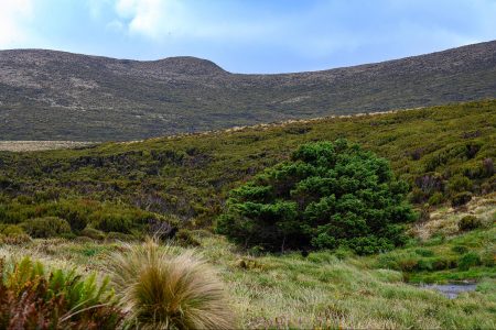 climate change, science, New Zealand, Campbell Island, spruce, loneliest tree