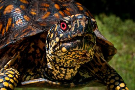 COP15, UN, Earth, environment, nature, biodiversity