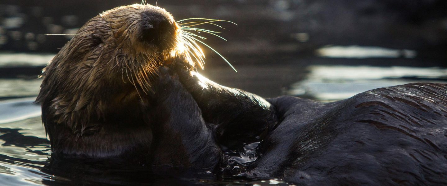 environment, ocean news, Sea Otter Awareness Week, eco-superstars