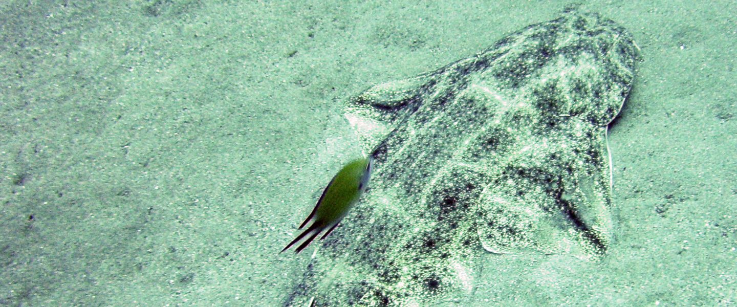 angel shark, sea floor