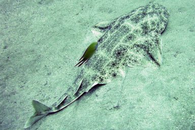 angel shark, sea floor
