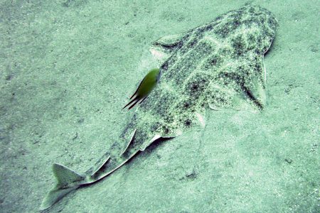 angel shark, sea floor