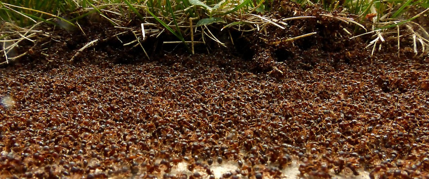 environment, nature, bioversity, ants population, 20 quadrillion estimate