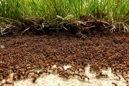 environment, nature, bioversity, ants population, 20 quadrillion estimate