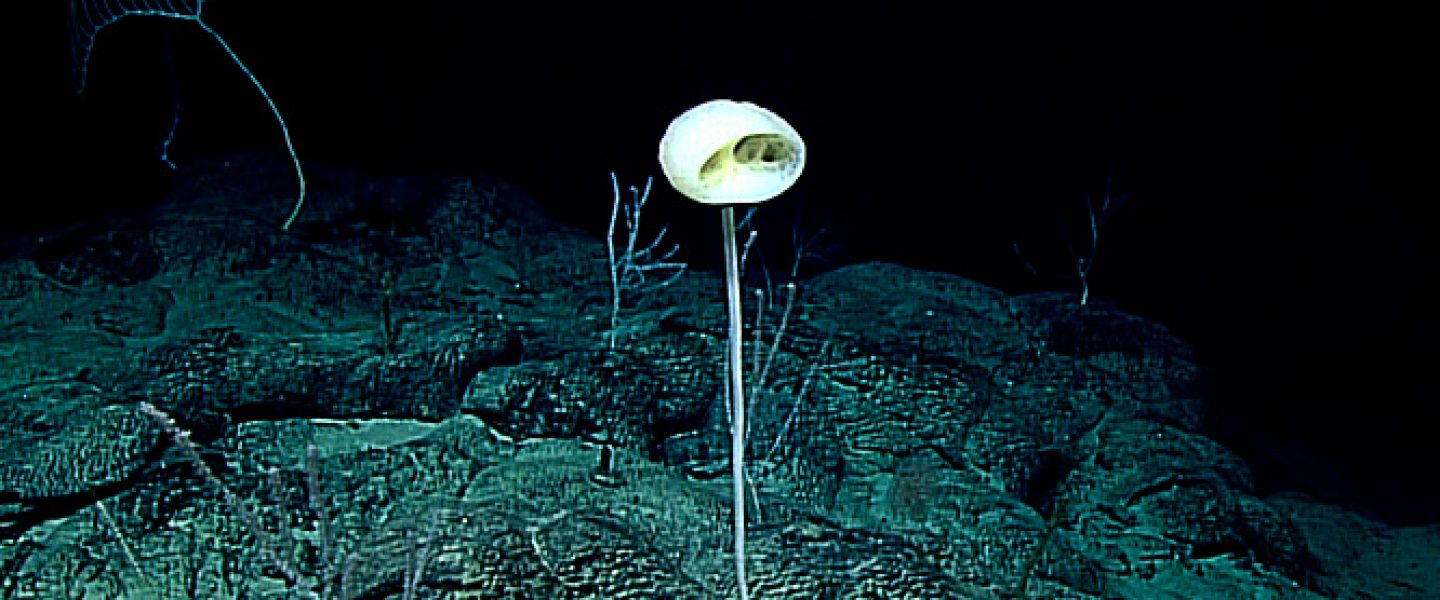Pacific Ocean, biodiversity, sponges, forest of the weird, ET