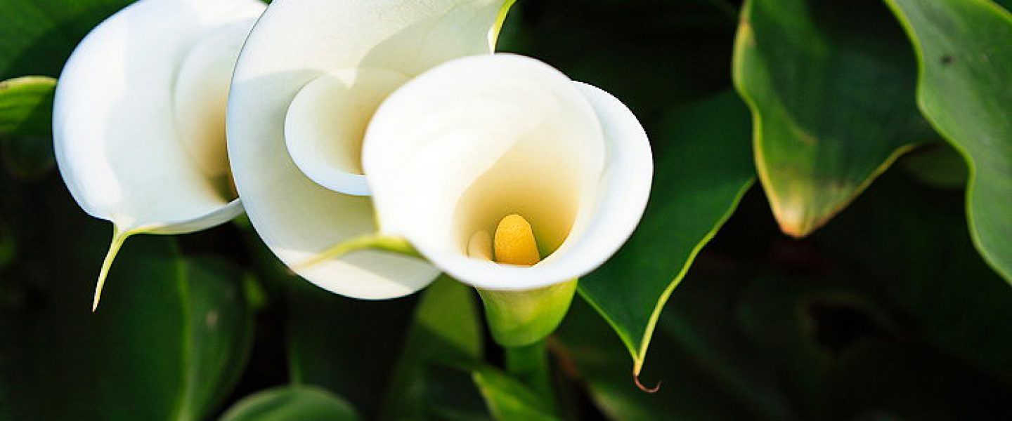 science, biodiversity, evolutionary shift, plants, pollination