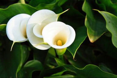 science, biodiversity, evolutionary shift, plants, pollination