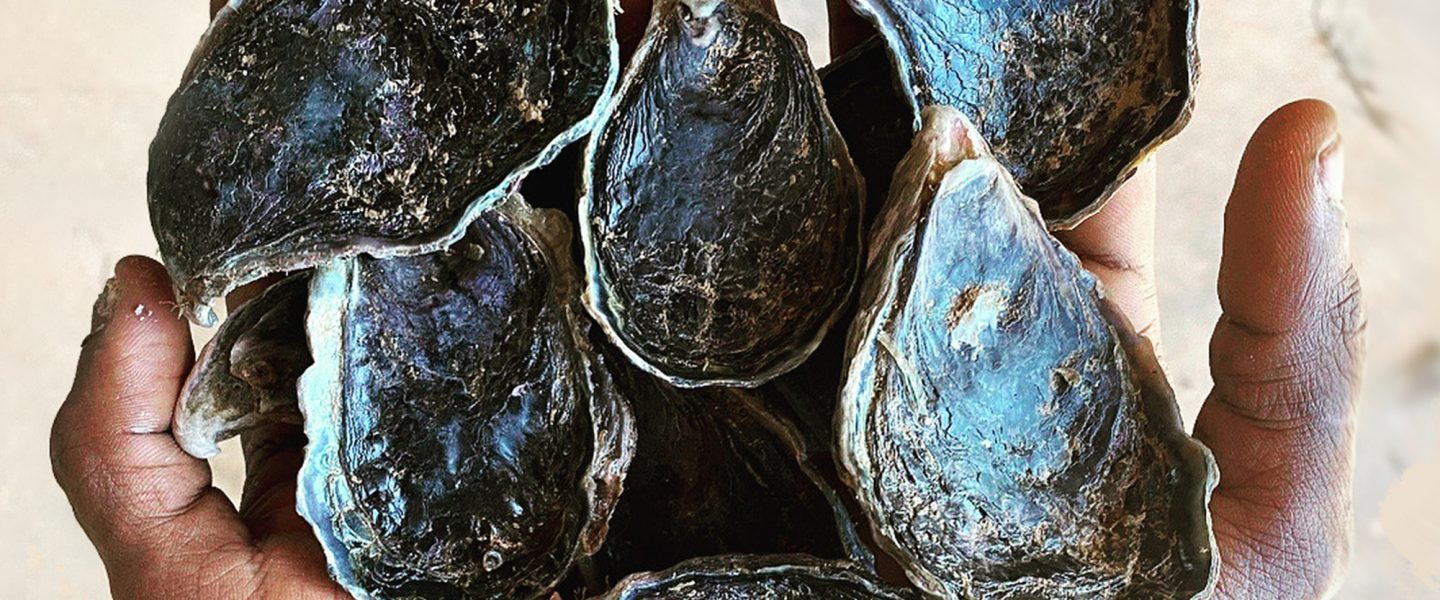 Blacklip rock oysters, Australia