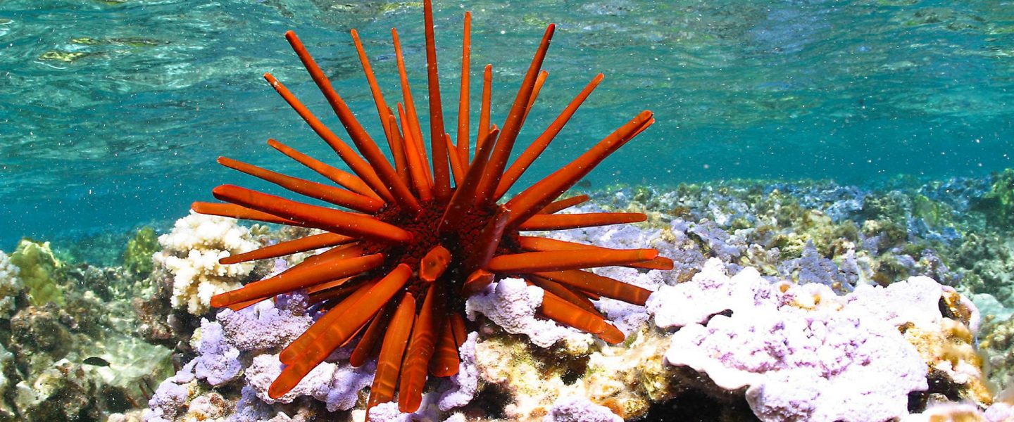 biodiversity, Hawaii, ocean reserve, spillover benefits