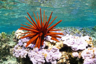 biodiversity, Hawaii, ocean reserve, spillover benefits