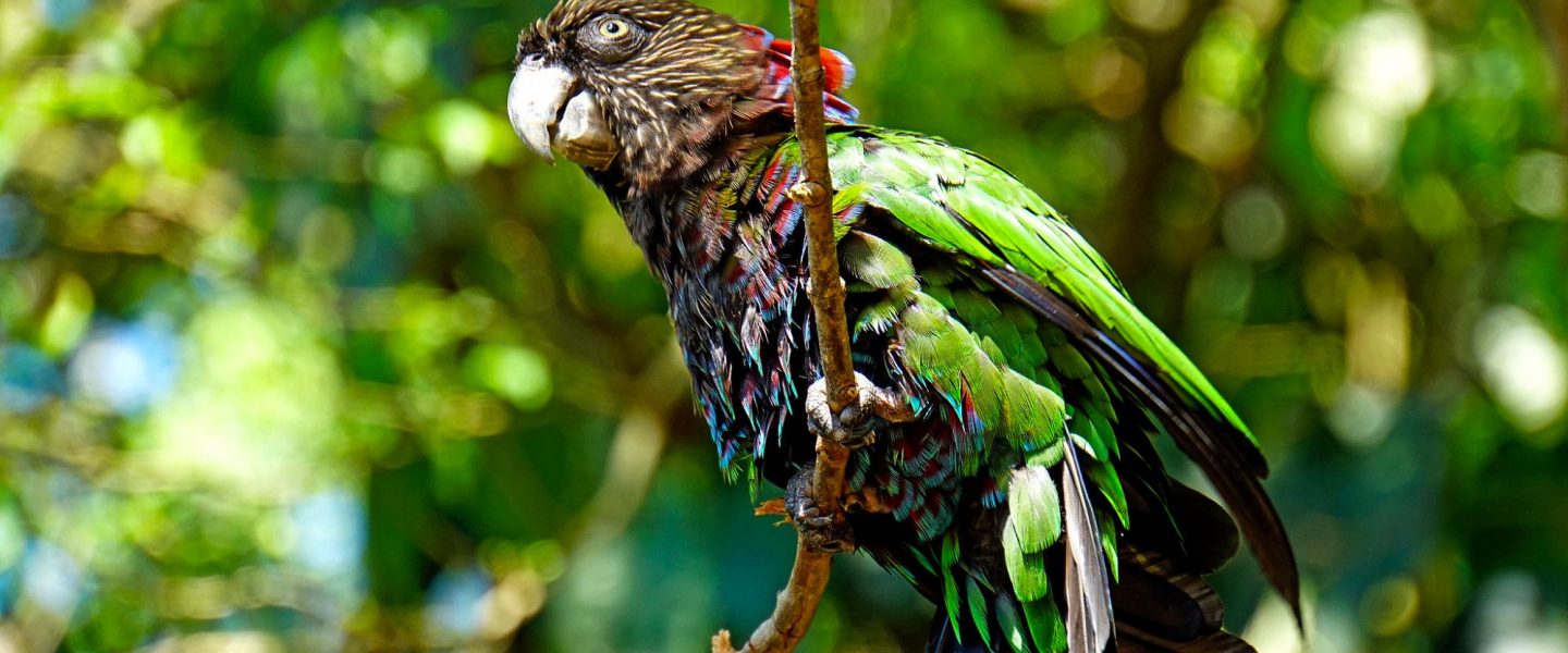 climate change, Brazil, runoff election, Lula, Amazon deforestation