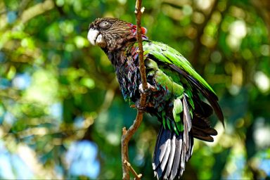 climate change, Brazil, runoff election, Lula, Amazon deforestation