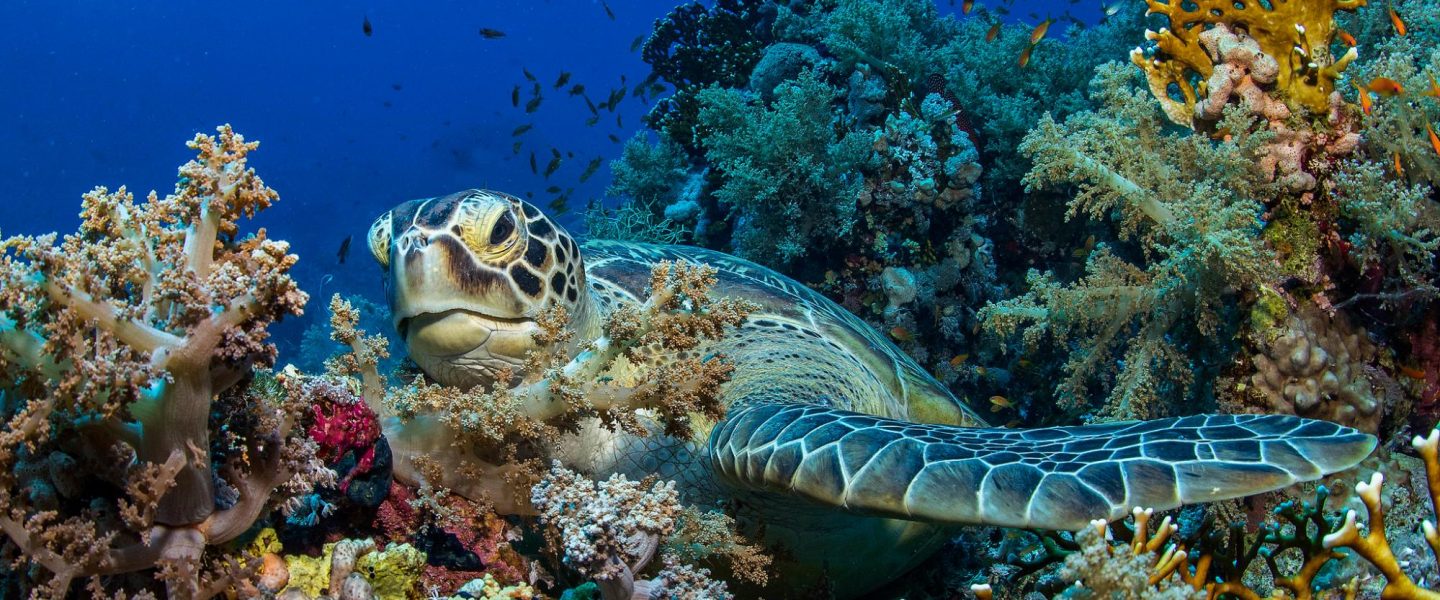 COP27, Egypt, climate, biodiversity, pollution, coral reef