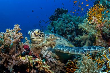 COP27, Egypt, climate, biodiversity, pollution, coral reef