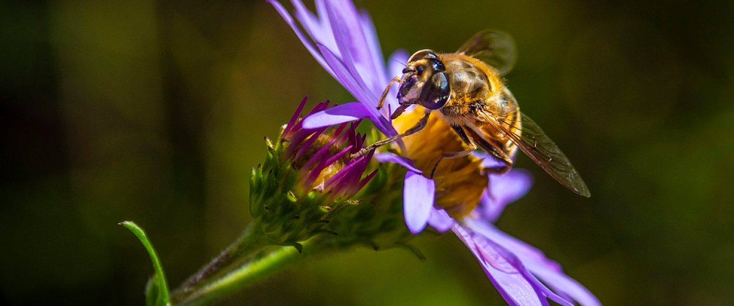 environment, biodiversity, man, nature, meddling, consequences