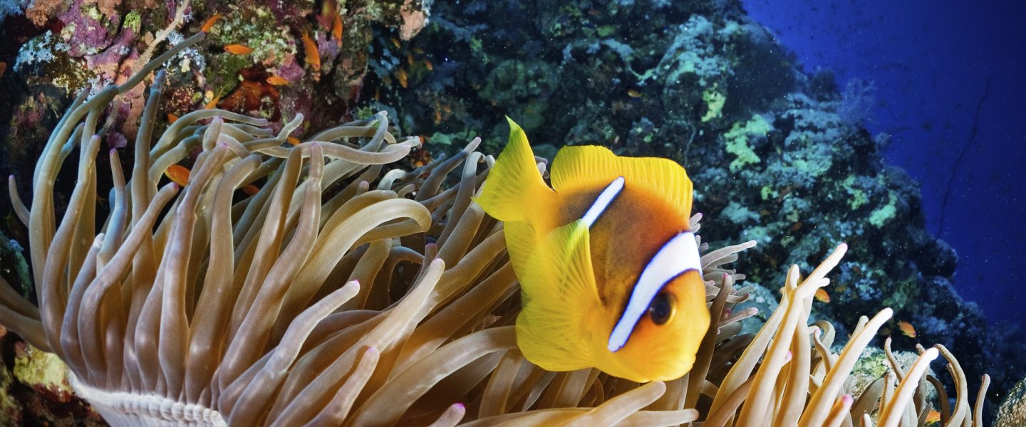 climate change, environment, Australia, UN oceans, Great Barrier Reef, peril