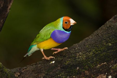 climate change, nature, biodiversity shifts, COP15, research paper