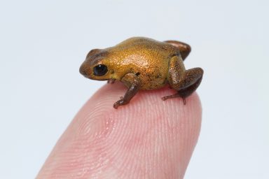 endangered, Geminis dart frog