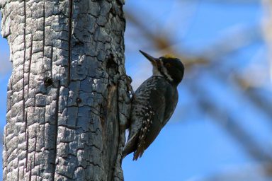 black-backed Woodpecker, Deschutes National Forest