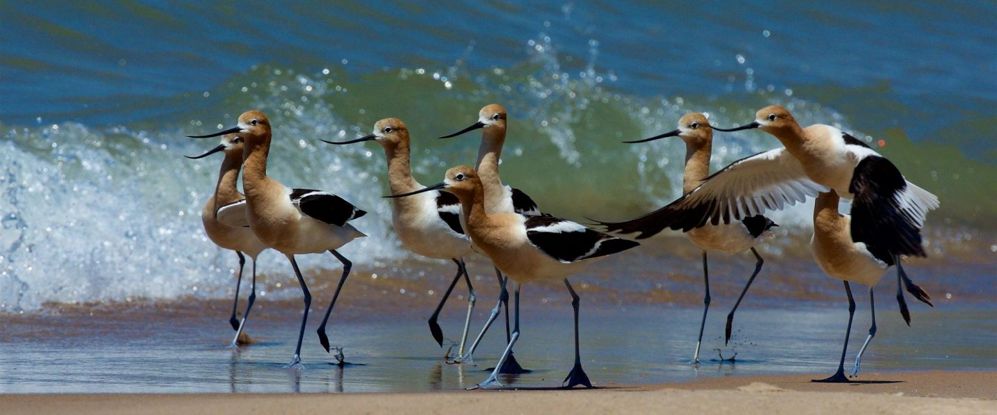 science, US, Great Lakes, carbon, acidity, fish, plants