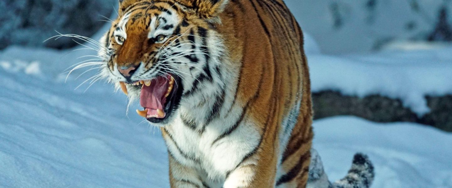 environment, UN, COP5, biodiversity, experts, hope