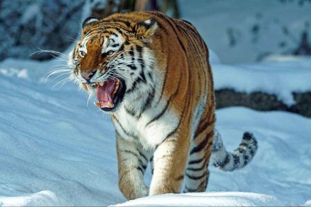 environment, UN, COP5, biodiversity, experts, hope