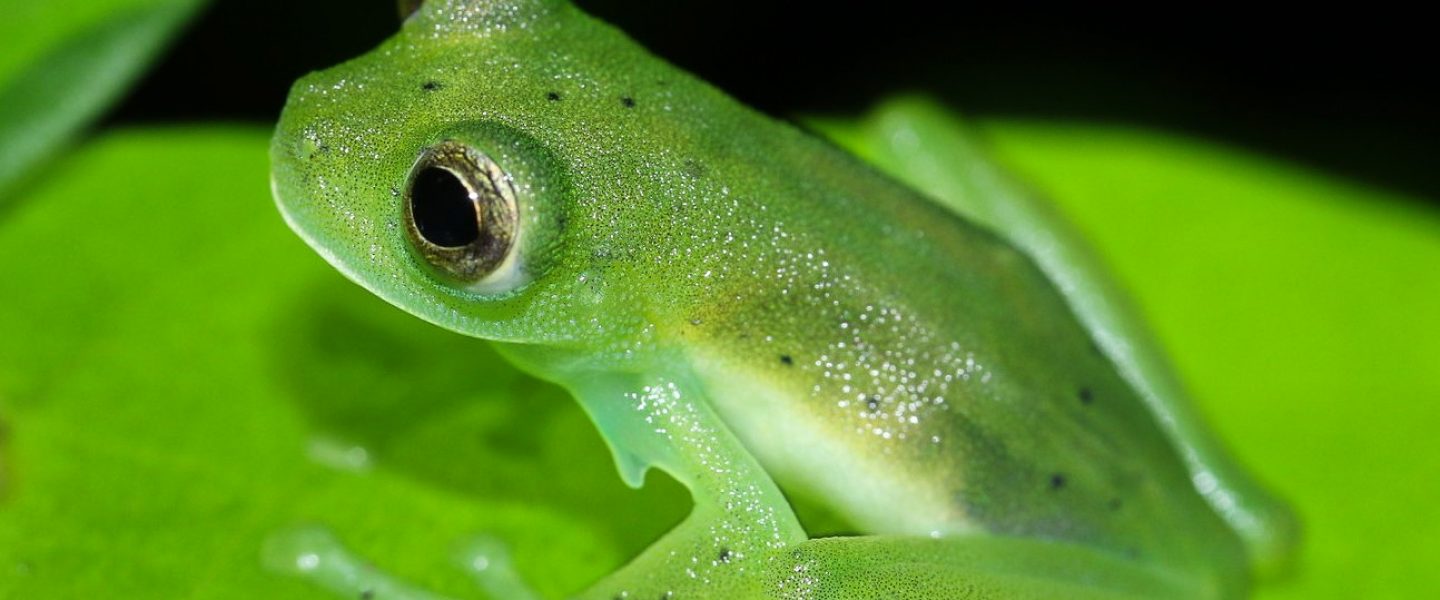 nature, biodiversity, South America, camouflage, survival, glass frogs