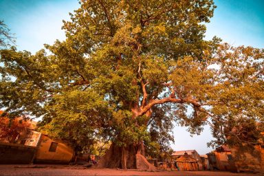 climate change, environment, Africa, trees, visionary, 5M planting goal