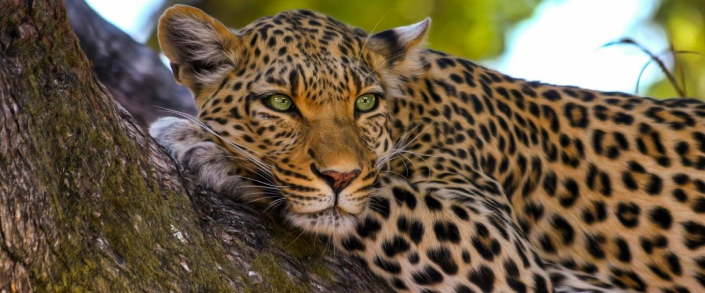 environment, nature, biodiversity, preservations, new years resolutions