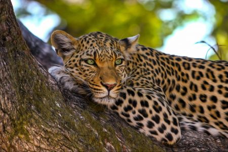environment, nature, biodiversity, preservations, new years resolutions