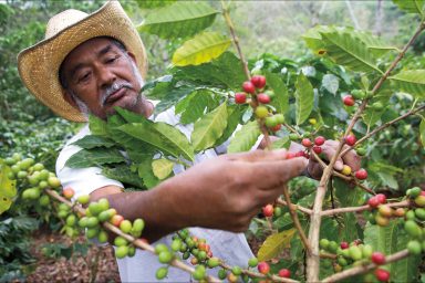 Coffee farmer