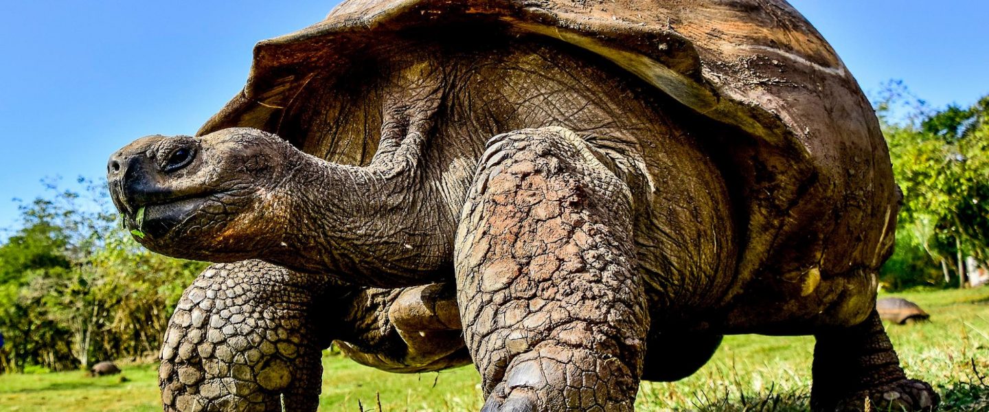 environment, conservation, biodiversity, success stories