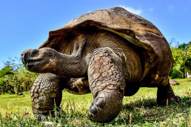 environment, conservation, biodiversity, success stories