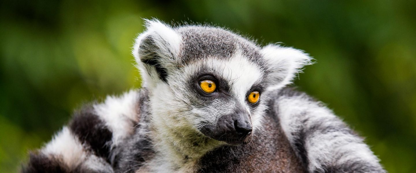environment, biodiversity, wildlife, Madagascar, extinction