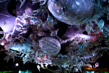 nature, hidden undersea world, microscopic animals, plankton, copepods
