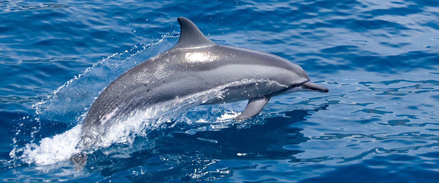 environment, wildlife, oceans, waterway health, dolphins, Bronx River
