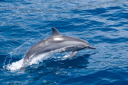 environment, wildlife, oceans, waterway health, dolphins, Bronx River