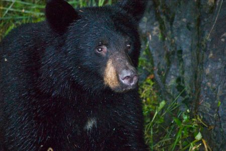 wildlife, environment, Colorado, tracking, tech, bears, selfies