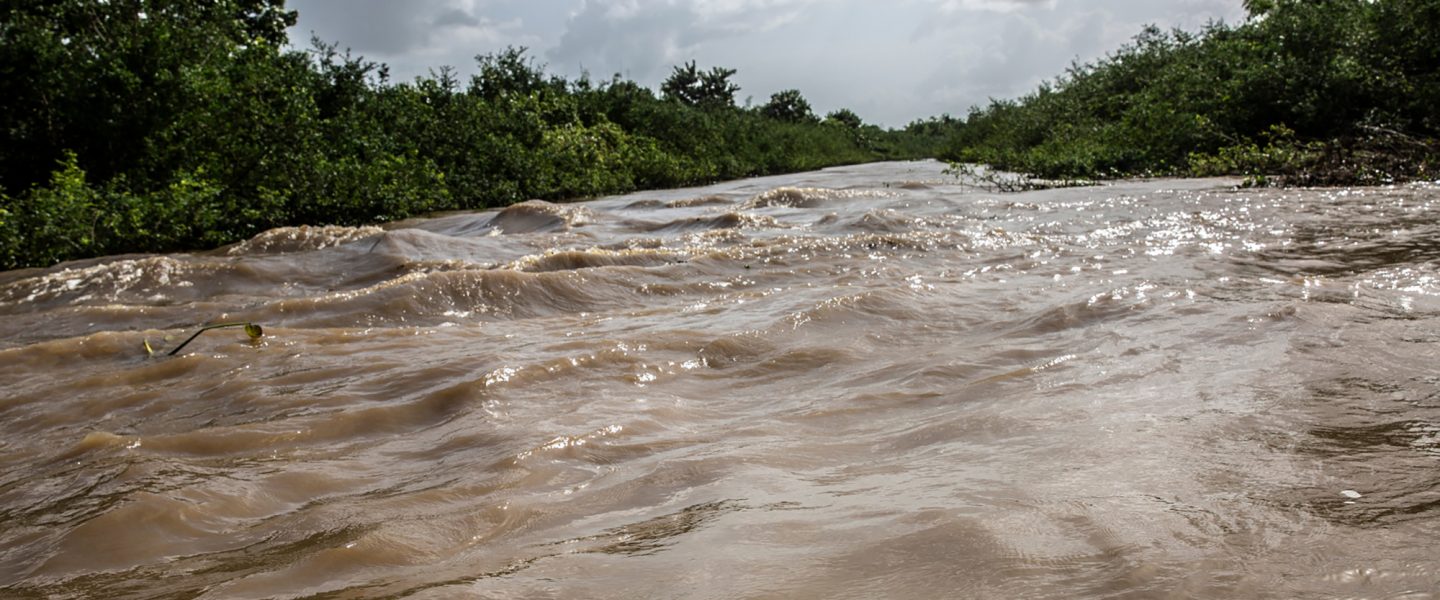 Brazil, canal, buffalo