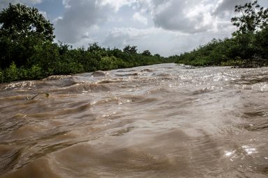 Brazil, canal, buffalo