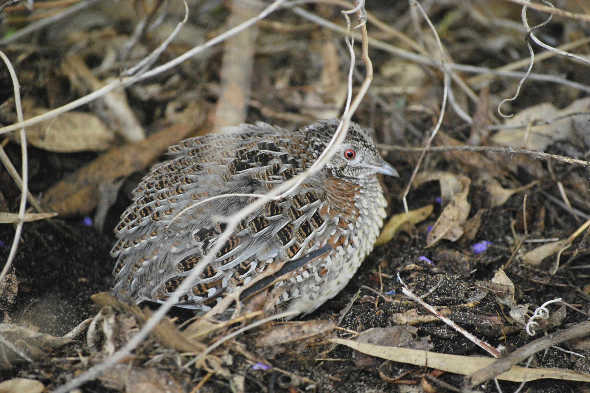 Painted Button Quail