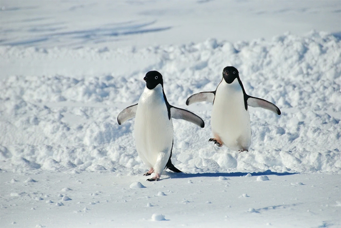 Adelie penguins