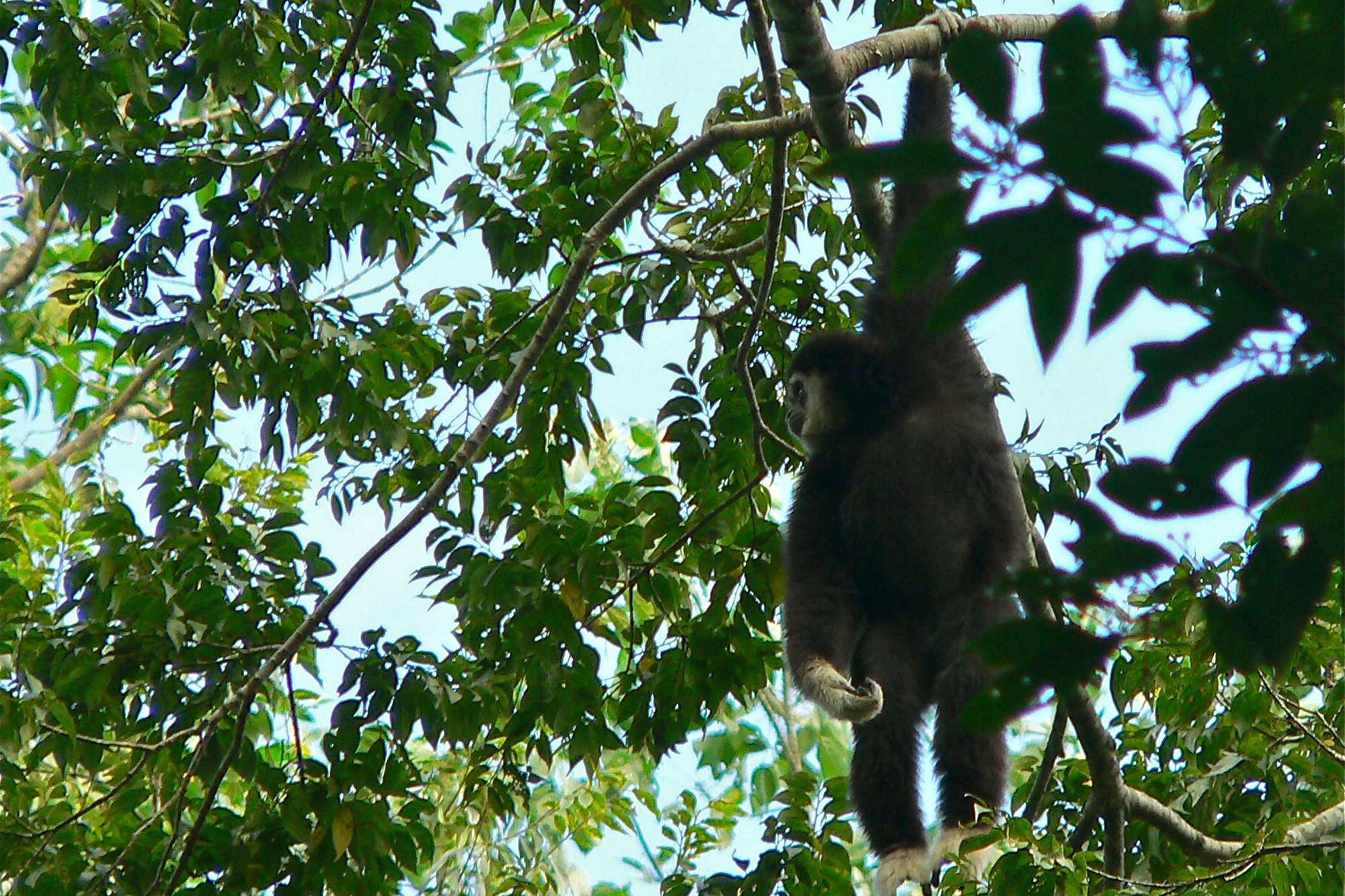 White-handed gibbon