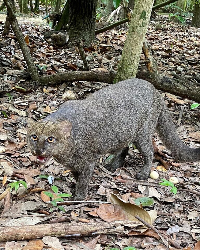jaguarini, Belize